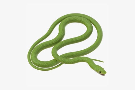 Preview: Smooth Green Snake