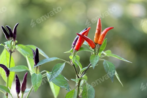 Preview: Chili papers on a plant - close up