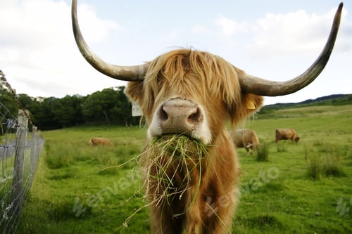 Preview: Scottish cow with big horns