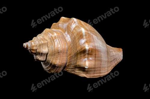 Preview: Hemifusus Tuba Shell Isolated on Black background