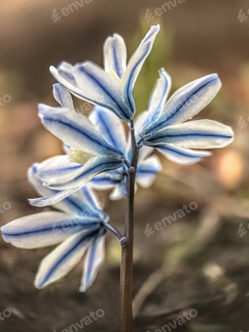 Preview: Beautiful spring flower Puschkinia scilloides