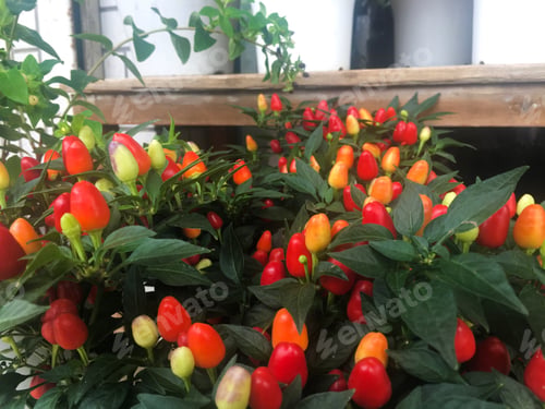 Preview: Chili plants.