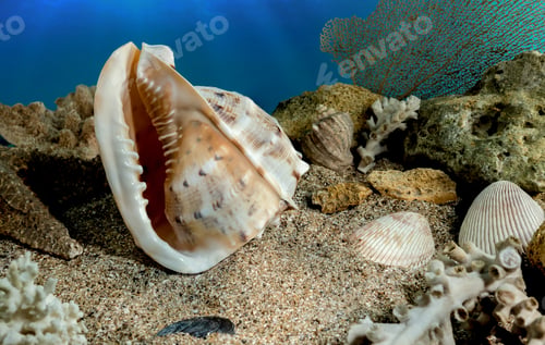 Preview: Cassis Cornuta Shell on the sand underwater
