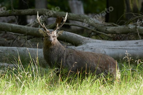 Preview: Sika deer (Cervus nippon)