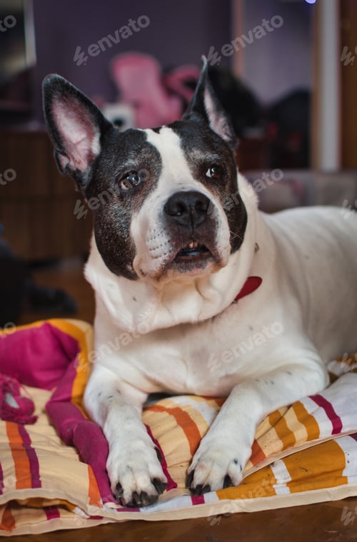 Preview: portrait of a beautiful cute black white American Staffordshire terrier dog, pets and animals