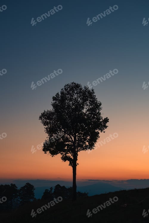 Preview: Lonely tree growing on the mountain in the sunset
