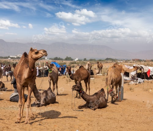 Preview: Camels at Pushkar Mela (Pushkar Camel Fair), India