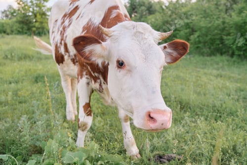 Preview: Closeup of cow grazing in meadow, sunny summer day brown white cow