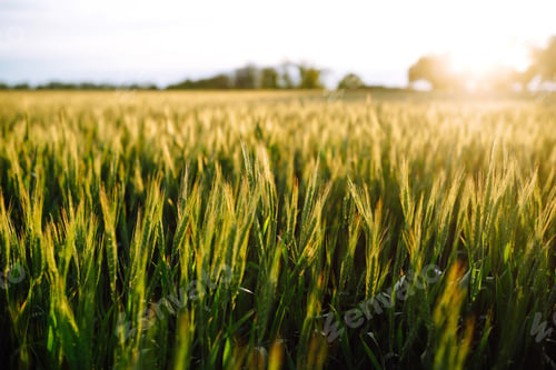 Preview: Green wheat field. Ripening ears of wheat field. Sunset light. Nice summer day
