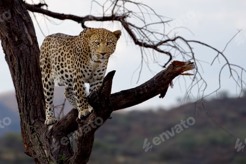 Preview: Beautiful shot of a cheetah standing on the branch of tree in Nam