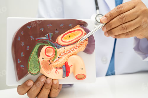Preview: Liver with gallbladder, pancreas spleen and duodenum, Asian doctor holding human anatomy