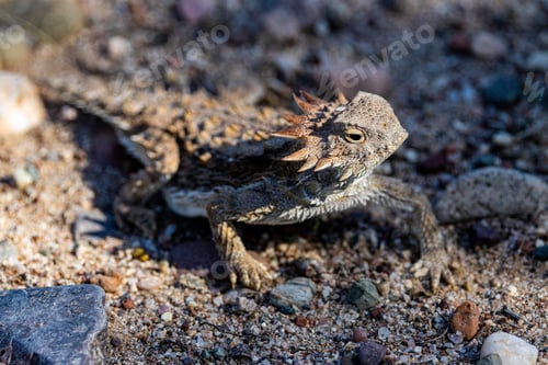 Preview: Closeup of Horned Lizard on a stony ground
