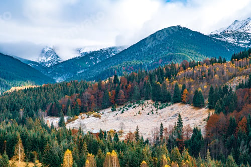 Preview: Deforestation in the mountains of Carpathian