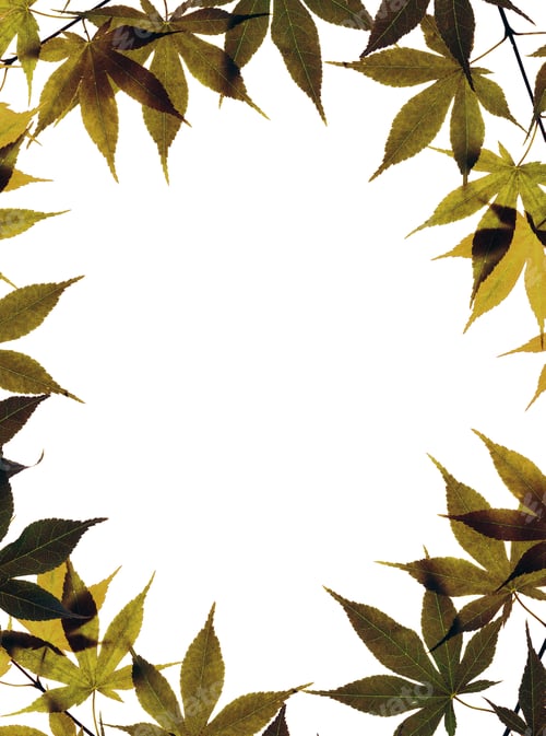Preview: Autumn leaves isolated on white
