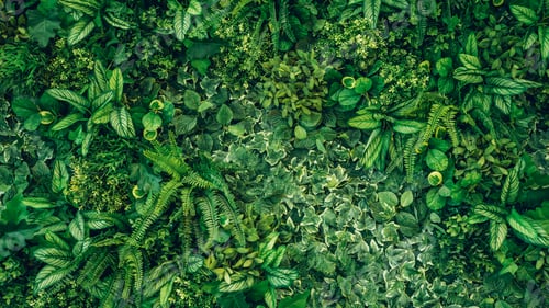 Preview: Close up group of background tropical green leaves texture and abstract background.