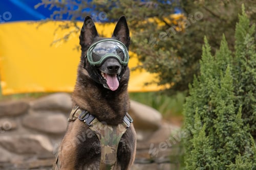 Preview: Dog armor. Dog in a bulletproof vest. Belgian Shepherd Malinois dog in front of a Ukrainian flag.