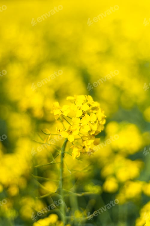 Preview: Rapeseed fields during spring