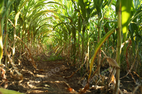 Preview: Tunnel of green corn leaves on field