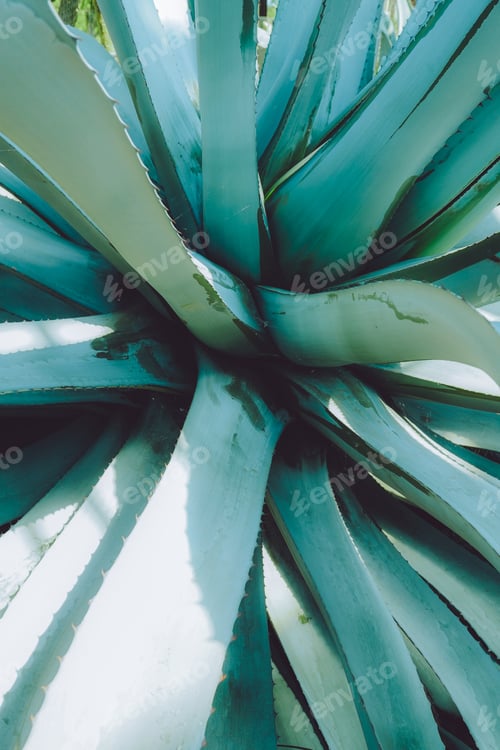 Preview: Closeup agave cactus