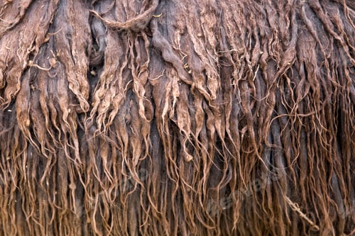 Preview: Alpaca wool