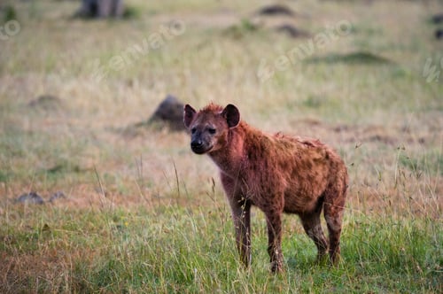Preview: A lone hyena surveys the savanna at dusk.