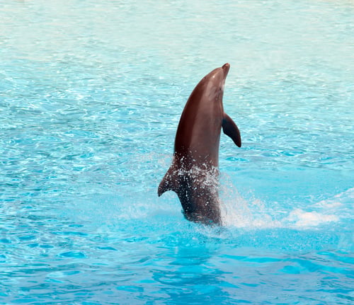 Preview: Dolphin