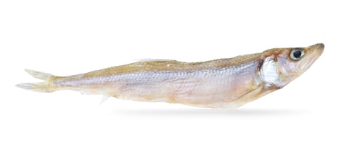 Preview: One dried salted smelt fish isolated on white