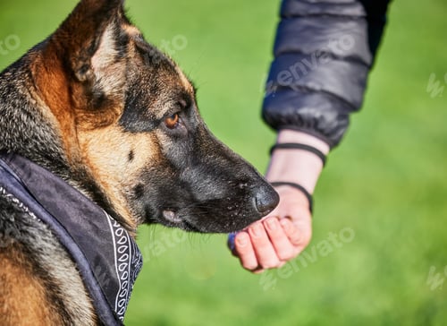 Preview: Good boys get treats. Shot of a man playing with his adorable german shepherd at the park.