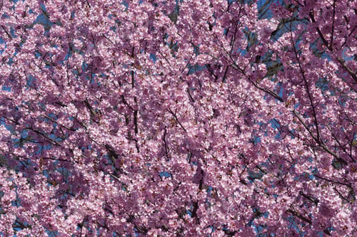 Preview: Dream Catcher Flowering Cherry (Prunus X Hybrid â??Dream Catcher��). Derived From Okame Cherry
