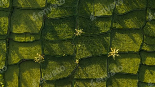 Preview: Nature background in green color. Aerial view of green rice terraces in Bali, Ubud