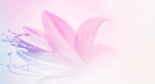 Preview: Sweet Color Flower Petals In Soft Color And Blur Style On Mulberry Paper Texture For Background