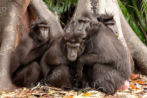 Preview: Crested Macaque (Macaca Nigra) in natural habitat