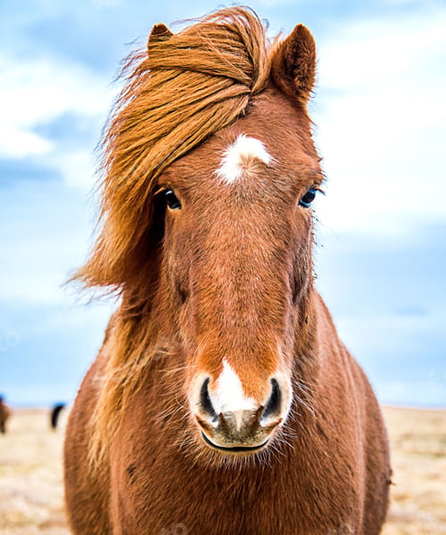 Preview: horse, mare, wilderness, stallion