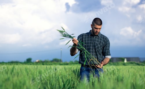 Preview: Young farmer standing in a green wheat field examining crop.