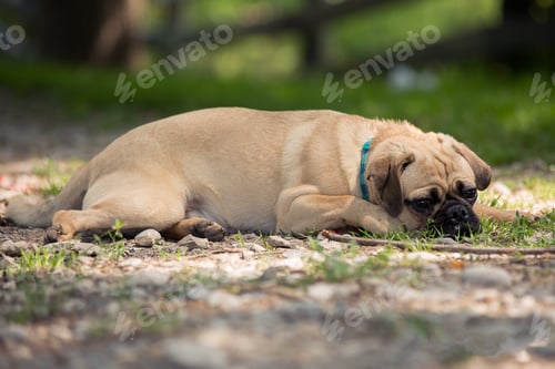 Preview: Lazy pug dog