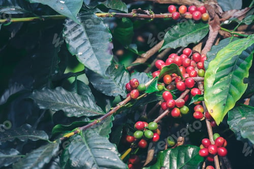Preview: Ripe Red coffee bean berry plant fresh seed coffee tree growth in green eco organic farm