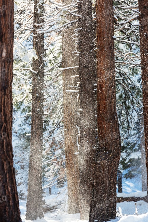 Preview: Winter forest