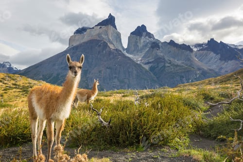 Preview: Guanaco