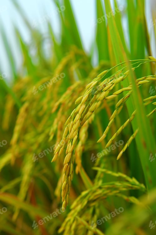 Preview: Shot Of Rice Field And Drops