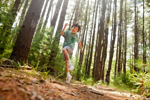 Preview: A young boy playing in the pine forest, surrounded by tall straight tree trunks.
