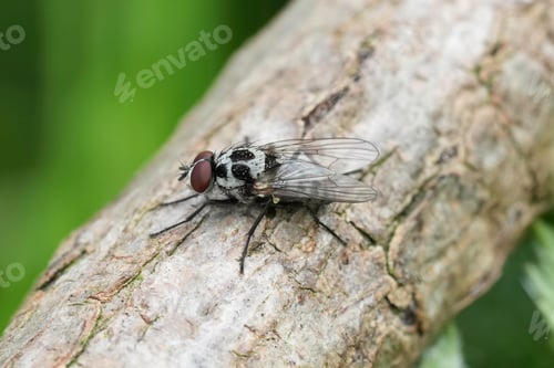 Preview: Closeup on the colorfyl grey and black spotted Anthomyia procellaris fly, sitting on a branch