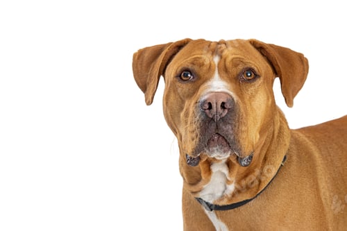 Preview: Close-up Large Mixed Breed Dog Friendly Expression
