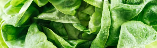 Preview: panoramic shot of green wet fresh organic lettuce leaves with drops