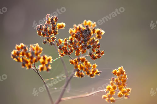 Preview: Dried flowers and plants on a background sunset.