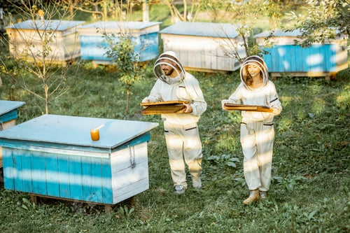 Preview: Beekeepers on the apiary
