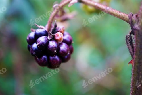 Vista previa: Flowers, Plants, Garden, Spring, Orchids, Green, Purple