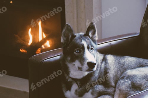 Preview: Husky dog sitting on an armchair by a fireplace