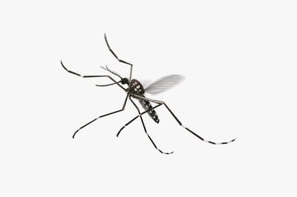 Preview: Yellow Fever Mosquito, Animated & Rigged