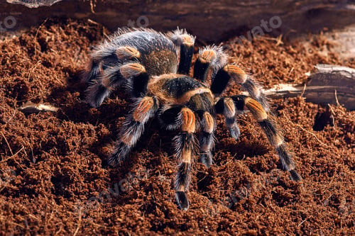 Preview: Mexican Red Knee Tarantula Brachypelma Smithi. Close-Up On A Background Of Brown Soil
