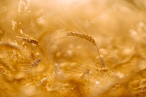 Preview: Sunset wheat golden field in the evening. Growth nature harvest. Agriculture farm.